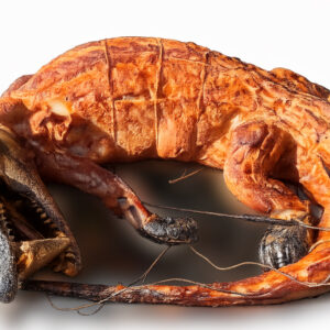 Whole Skinned Alligator
